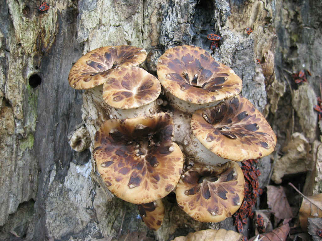 I Funghi primaverili: Polyporus squamosus